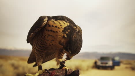 Falcon-Eating-From-Leather-Glove-Of-Owner