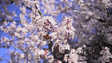 Close-up-slow-motion-view-of-beautiful-pink-and-white-flowers-on-a-snow-fountain-cherry
