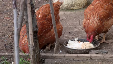 Pollo-Domestico-Comiendo-Pan