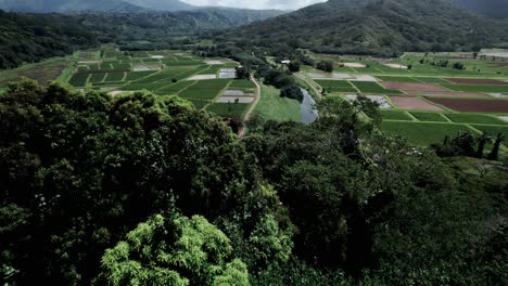 Flying-low-descending,-revealing-fertile-geometric-shaped-taro-root-fields,-Princeville,-Kauai,-aerial
