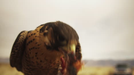Close-Up-Of-Wild-Falcon-Eating-Pigeon-Meat-Outdoors-At-Sunset