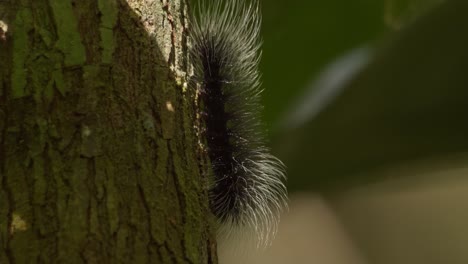 Hairy-black-caterpillar-moving-on-the-tree-trunk-looking-for-food-appears-to-dance
