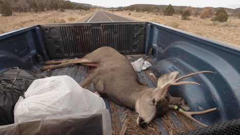 Transportation-of-a-dead-deer-buck-lying-on-the-back-of-a-pick-up