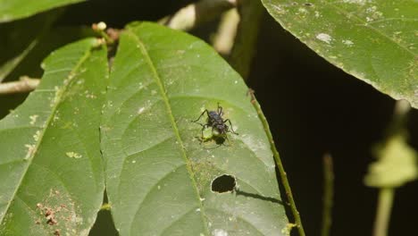 Spider-wasp-with-a-green-insect-kill-on-a-leaf-in-the-Peruvian-rainforest