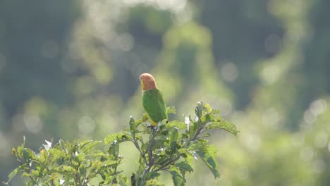 A-white-bellied-parrot-perched-on-top-of-a-tree-gazes-around,-close-up-following-shot