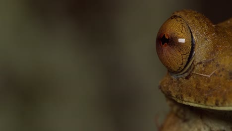 Super-Nahaufnahme-Zeigt-Blick-Auf-Das-Auge-Eines-Laubfrosches-Im-Amazonas-Regenwald