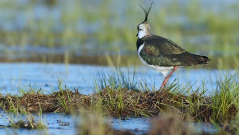 Lapwing-feeding-on-wetland-with-rain-worm-using-foot-trembling-movements-food-seeking