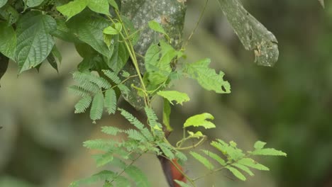 Silver-beaked-tanager-jumps-and-catches-a-prey-from-the-leaf-to-which-it-hangs-on-to-in-the-Peruvian-Rainforest