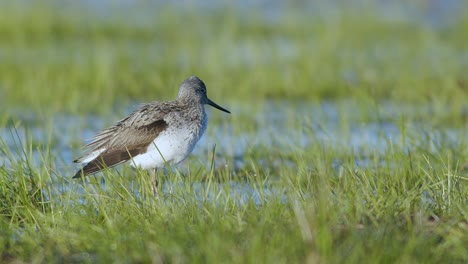 Common-greenshank-in-feeding-in-wetlands-during-spring-migration