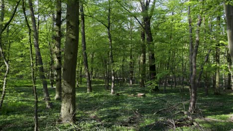 Grüner-Wald-Mit-üppig-Grünen-Bäumen-Und-Blättern-Im-Vordergrund,-Die-Mit-Parallaxe-Durch-Sie-Fliegen