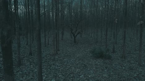 Fallen-leaves-litter-a-dark-and-gloomy-forest-floor,-haunted,-mysterious,-aerial-track