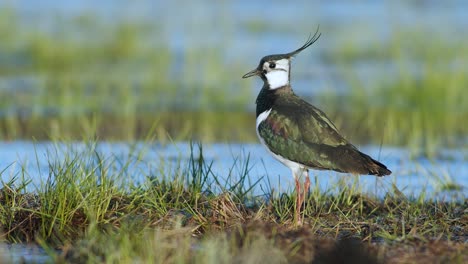 Lapwing-resting-in-wetlands-flooded-meadows-in-early-spring