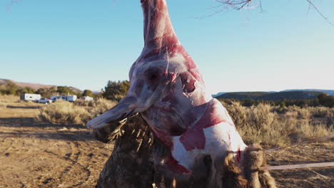 Man-Skinning-Deer-To-Produce-Leather