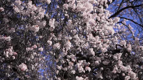 Slow-motion-of-white-weeping-cherry-tree-branches-full-of-beautiful-pink-flowers