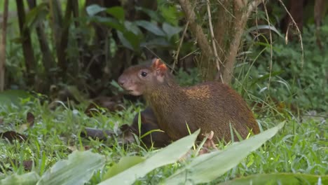 Two-agouti-showing-affection-in-the-rain-forest