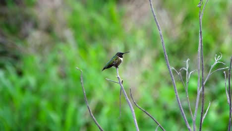 Red-Throat-Hummingbird-perched-on-a-tree-limb