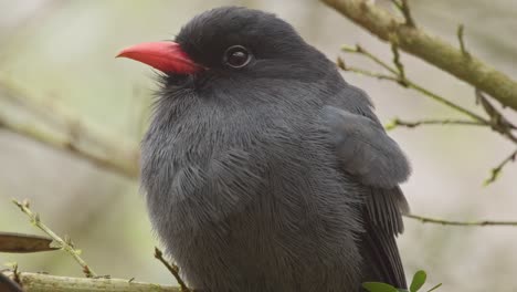 Closeup-portrait-of-the-Black-fronted-nunbird-perched-in-the-tree