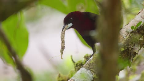 Male-Silver-beaked-Tanager-beats-a-caterpillar-prey-before-consuming-it