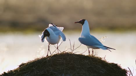 Black-headed-gull-during-breading-season-in-wetlands-in-morning-sunlight