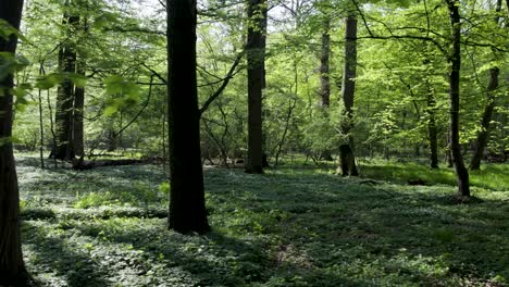 Grüner-Wald-Mit-üppig-Grünen-Bäumen-Und-Blättern-Im-Vordergrund,-Linke-Folie