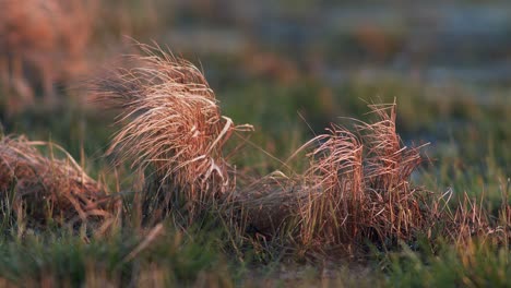 Dry-grass-clump-in-early-morning-red-sunlight-light-wind