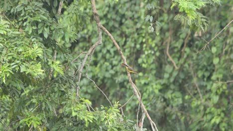 A-flycatcher-perched-on-a-swaying-branch-eats-an-insect,-static-shot