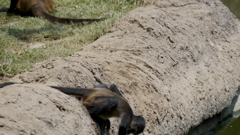 Juvenile-Ateles-Geoffroyi-Trying-To-Pick-Up-The-Stick-On-The-Water-While-Its-Tail-Clinging-On-The-Rock---close-up