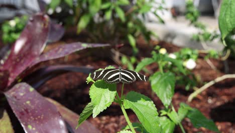 Beautiful-little-zebra-longwing-butterfly,-Heliconius-charithonia-,-resting-on-lush-green-leaf-with-wings-spread-in-tropical-setting-with-other-butterflies-nearby