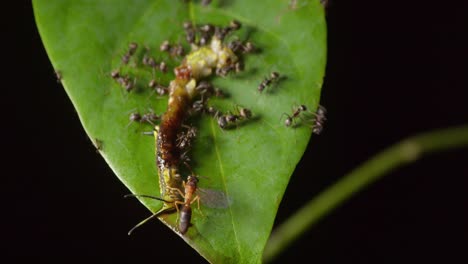 Several-ants-and-wasp-feed-on-caterpillar-on-top-of-green-leaf,-tilt-down-macro-shot