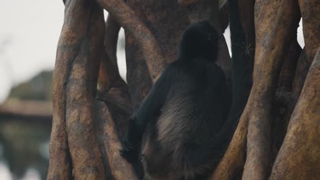 Close-Up-Of-Central-American-Spider-Monkey-Sitting-In-Intertwined-Tree-Branches-In-The-Forest