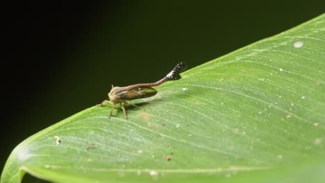 A-treehopper-insect-with-a-long-horn-moves-around-a-lot-on-a-green-leaf,-macro-following-shot