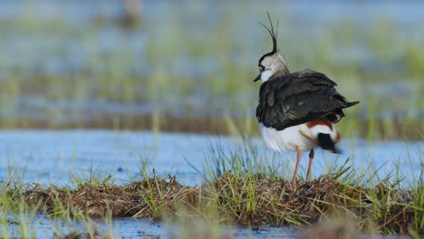 Lapwing-resting-in-wetlands-flooded-meadows-in-early-sprin