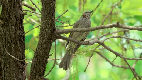 A-brown-eared-bulbul-sings-perched-at-the-tree-branch-in-Seoul-Forest,-South-Korea---close-up