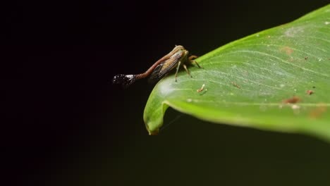 A-small-treehopper-insect-walks-on-the-edge-of-a-green-leaf-at-night,-macro-follow-shot