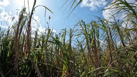 Sugarcane-Crops-Being-Blow-In-The-Wind-With-Blue-Sky-In-The-Background