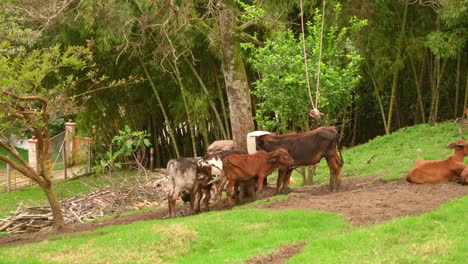 Close-up-of-beef-cows-and-calfs-grazing-on-grass-in-colombia,-on-a-farming-ranch