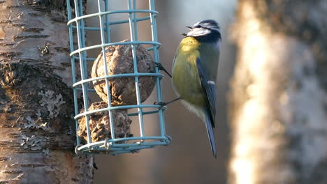 Eurasian-blue-tit-On-Bird-Feeder-singing-and-pecking-seeds,-slow-motion