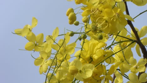 kanikonna-Beautiful-flowers-in-jungle-