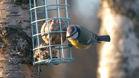 Small-blue-tit-bird-with-yellow-stomach-eating-from-hanging-feeder,-slow-motion