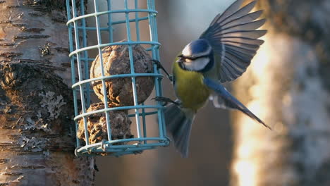 Beautiful-close-up-of-a-Eurasian-blue-tit-flight-and-landing-in-slow-motion