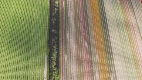 drone-shot-flying-forward-with-the-camera-tilting-upwards-over-dutch-tulip-fields-in-4k