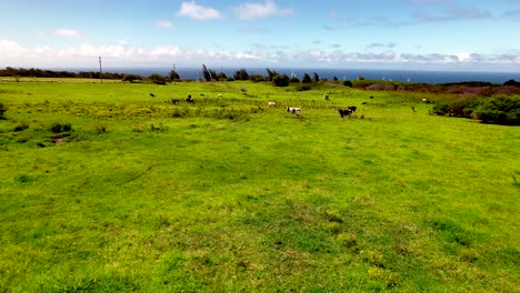 Aerial-view-towards-herd-of-cows-grazing-on-lush-Hawaiian-scenic-pacific-countryside-grass