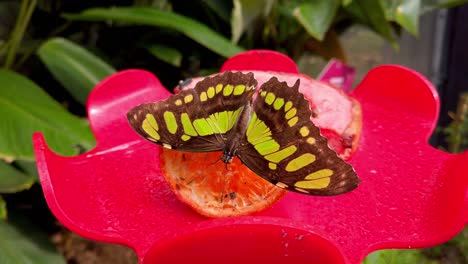 Schöner-Schmetterling-Auf-Purpurroter-Zinniablume-über-Unscharfem-Hintergrund-Der-Grünen-Blätter