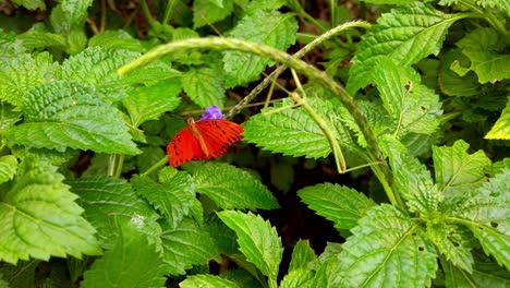 Ein-Schmetterling-Fliegt-Auf-Einer-Wiese-über-Lila-Blumen