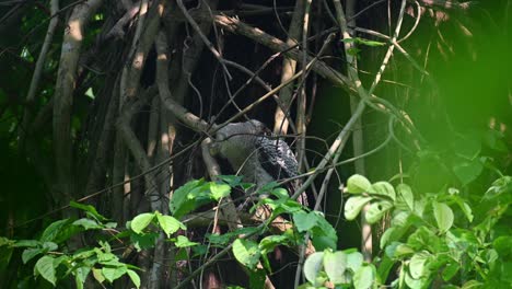 Man-Sieht,-Wie-Man-Tief-In-Den-Baum-Zurückblickt-Und-Dann-An-Einem-Windigen-Nachmittag-Nach-Links-Schaut,-Spot-bellied-Eagle-owl,-Bubo-Nipalensis,-Juvenile,-Kaeng-Krachan-Nationalpark,-Thailand