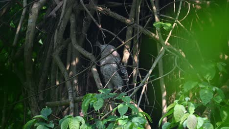 An-Einem-Windigen-Nachmittag-Im-Wald-Tief-In-Das-Laub-Und-Nach-Links-Zurückblickend,-Spot-bellied-Eagle-owl,-Bubo-Nipalensis,-Juvenile,-Kaeng-Krachan-Nationalpark,-Thailand