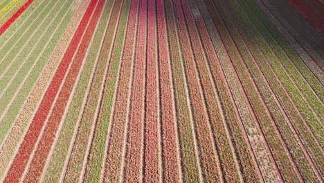drone-fly-forward-camera-tilt-up-over-dutch-tulip-fields-in-4k