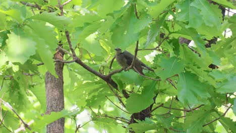 A-brown-eared-bulbul-songbird-purched-on-tree-branch-in-spring-forest