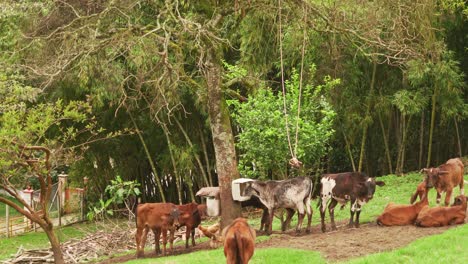 Vacas-Pastando-En-Un-Prado-Verde-De-Verano