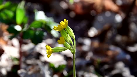 footage-of-cowslip--during-windy-day